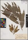 Foto von Salix dasyclados Wimm.
